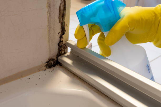 Best Residential Mold Removal  in North Wantagh, NY