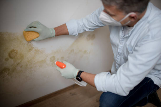 Best Toxic Mold Removal  in North Wantagh, NY